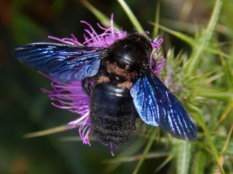 Xylocopa sp. infestata da acari